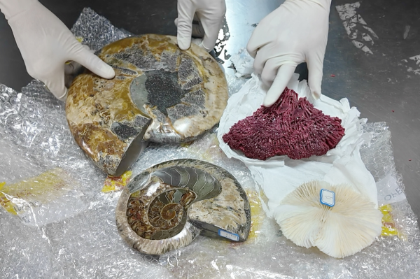 悦配资 大连海关查获违法出境古生物化石及珊瑚制品